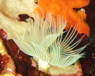  La fauna della valle delle cernie 